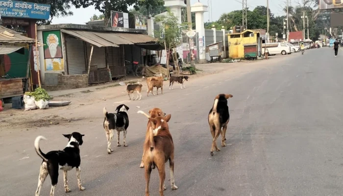 শার্শায় এক সপ্তাহে কুকুরের কামড়ে আহত ১১০