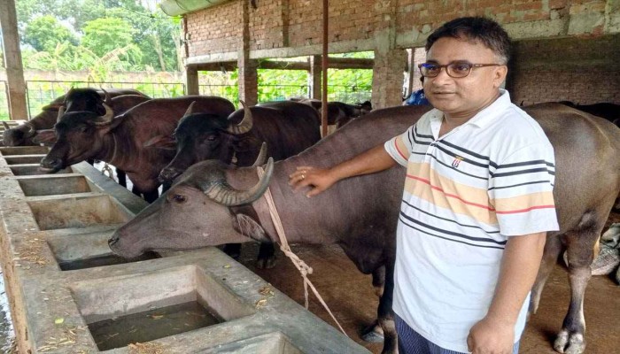 মহিষের খামারে স্বপ্নের ঠিকানা