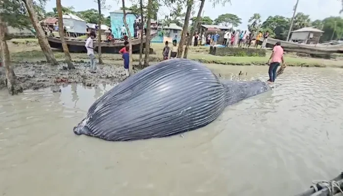 ভেসে এলো বিশাল আকৃতির মৃত তিমি
