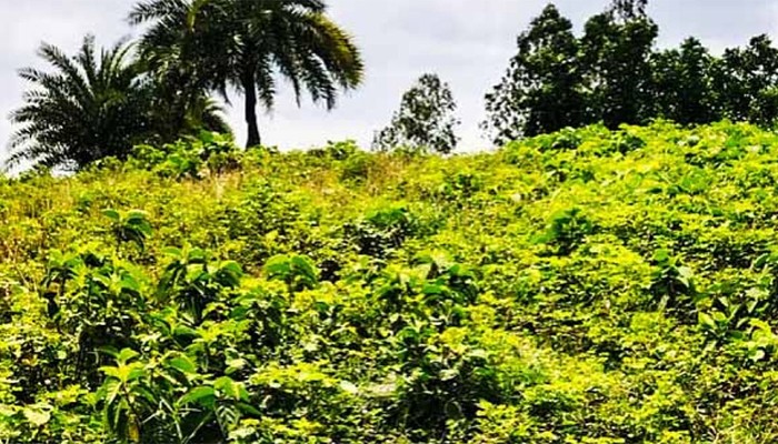 ​শেরপুরের ‘জামুর ঢিবি’: রহস্যে ঘেরা এক প্রাচীন জনপদ!