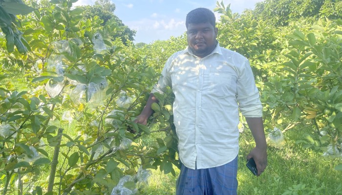 ইউটিউব দেখে পেয়ারা চাষ, এখন সফল উদ্যোক্তা নাঈমুর
