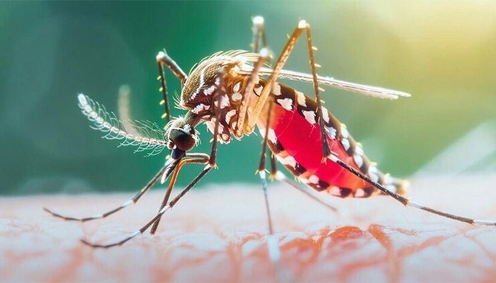 ​ডেঙ্গুতে প্রাণ গেল আরও ছয়জনের