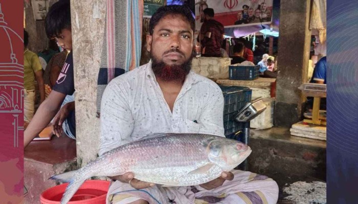 আড়াই কেজির ইলিশ বিক্রি ১২ হাজারে