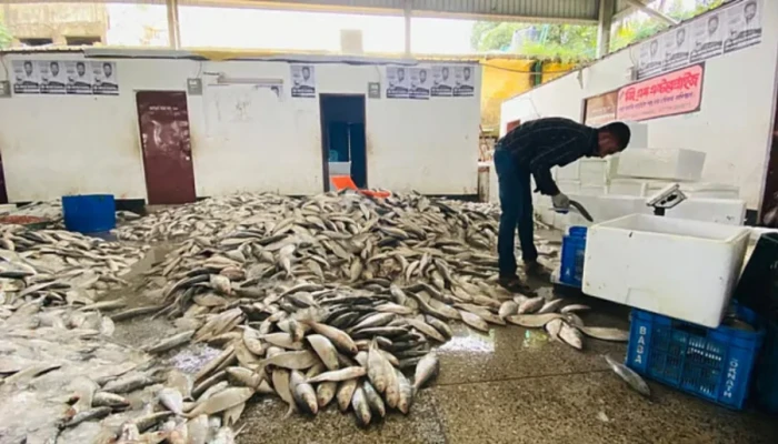 জেলের জালে একসঙ্গে ধরা পড়লো ২৬ লাখ টাকার ইলিশ