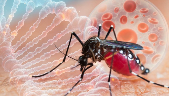 ডেঙ্গুতে ঝরলো আরও সাত প্রাণ, হাসপাতালে ভর্তি ১৫৯৩