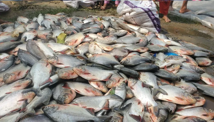 মাছের খামারে বিষ প্রয়োগে ১৮ লাখ টাকার ক্ষতি