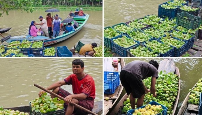 পিরোজপুরে নৌকার ভাসমান হাটে প্রতিদিন শত শত মণ পেয়ারা বিক্রি