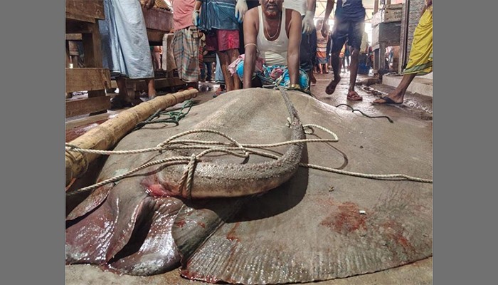 ​মেঘনায় ধরা পড়ল সাত মণের শাপলাপাতা মাছ