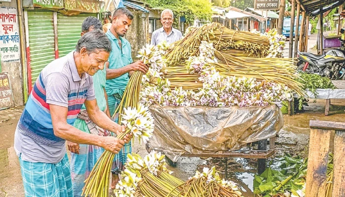 ইলিশের দাম কমলে কদর বাড়ে শাপলার