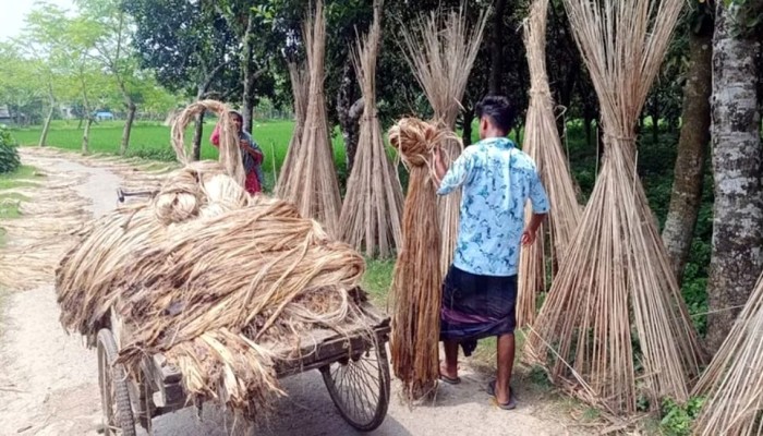 সাতক্ষীরায় পাটের বাম্পার ফলন
