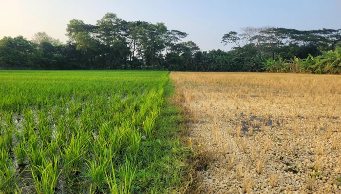 কালকিনিতে বিষাক্ত কীটনাশকে  ৬০ শতাংশ ধান বিনষ্ট