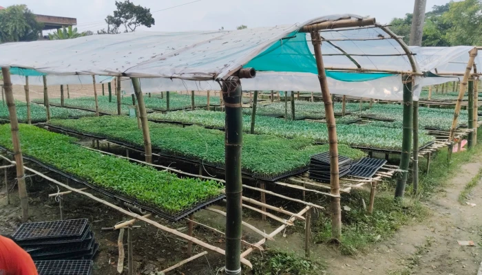 ময়নামতিতে লাভজনক হয়ে উঠছে চারা উৎপাদন
