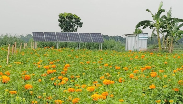 সৌরশক্তিতে বদলে যাচ্ছে কৃষি, কমছে সেচ খরচ