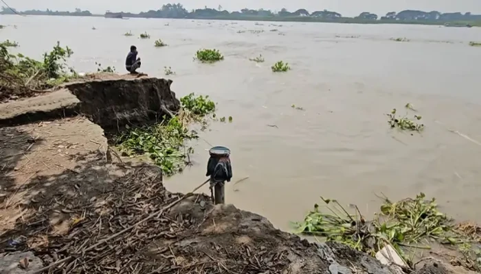 মুন্সিগঞ্জে পদ্মার গ্রাস: দিশেহারা নদীপাড়ের মানুষ