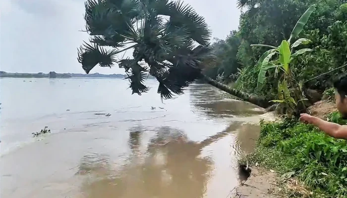 গড়াই নদীর ভাঙনে বিলীন ১০ একর জমি, হুমকিতে ৫০০ পরিবার