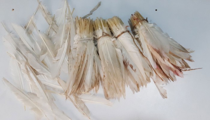 হাঁসের পালকে নতুন সম্ভাবনা