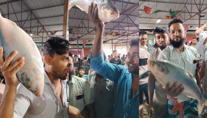হাতিয়ায় একটি ‘রাজা’ ইলিশ বিক্রি হলো ১০ হাজার ৯০০ টাকায়