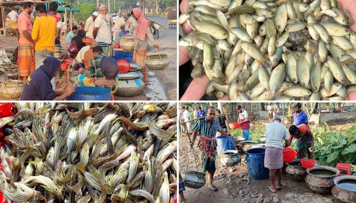 পাঁচ ঘণ্টায় ২ কোটি টাকার রেণু-পোনা বিক্রি