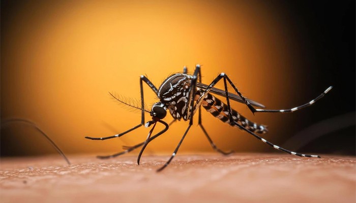 ​ডেঙ্গুতে আর আট মৃত্যু, আক্রান্ত ৭৫ হাজার ছাড়াল