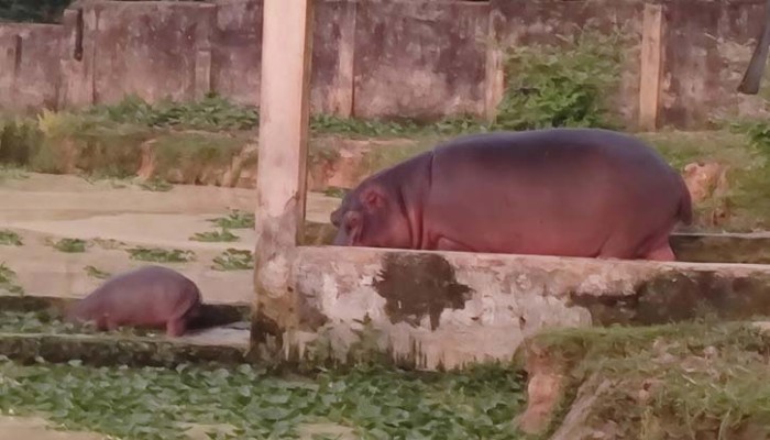 গাজীপুর সাফারি পার্কে জলহস্তি পরিবারে নতুন অতিথি