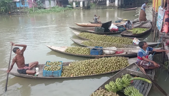 ঝালকাঠিতে বাড়ছে আমড়ার চাষ ; বাম্পার ফলনে কৃষকরা খুশী