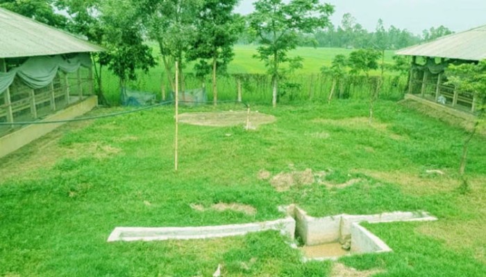 মুরগির বিষ্ঠা কমাবে জ্বালানি ব্যয়