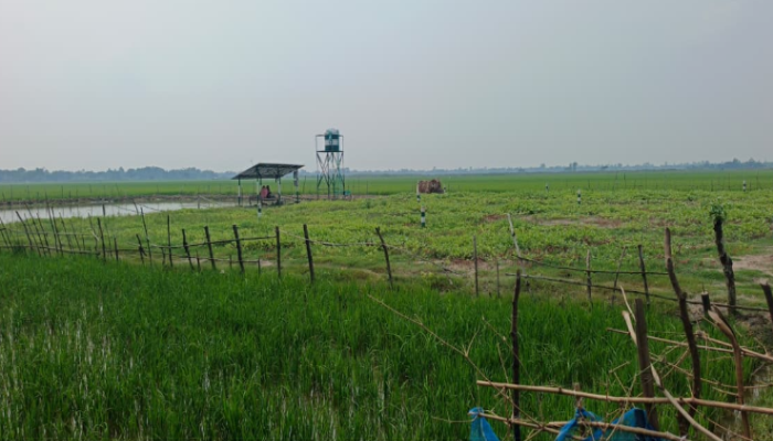 উপকূলীয় লবাণাক্ত জমিতে আমন আবাদ বাড়ছে