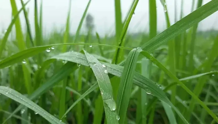 ভোরের আলোয় শিশিরবিন্দু ঝলমলিয়ে জানান দিচ্ছে শীতের বার্তা