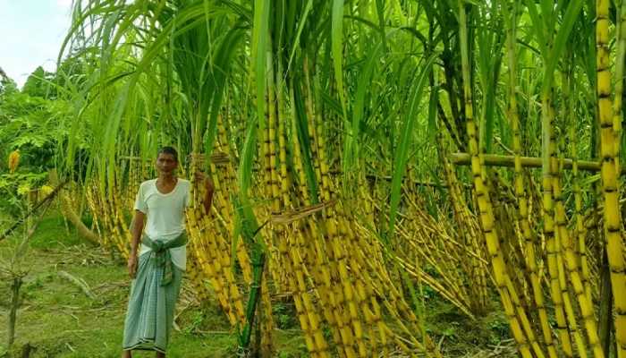 পতিত জমিতে আখ চাষে সাফল্য, লাভের আশা