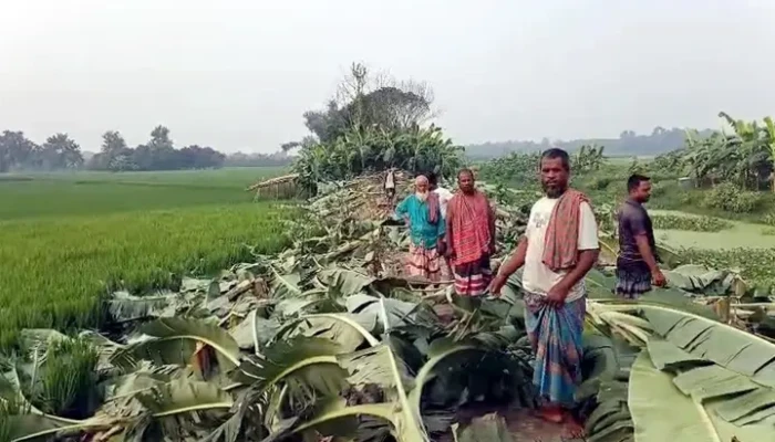 কৃষকের সাত শতাধিক কলাগাছ কাটল দুর্বৃত্তরা