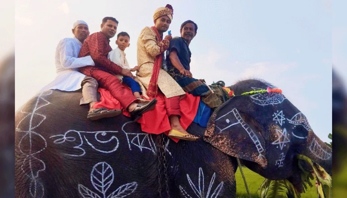 মায়ের ইচ্ছা পূরণে হাতির পিঠে বরযাত্রা, নজর কাড়লেন সাকিব