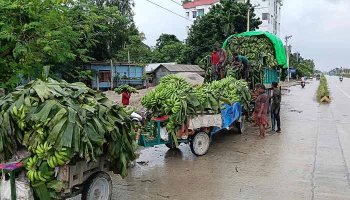 কলা চাষে নতুন সম্ভাবনা, বাধা ফড়িয়া আর সংরক্ষণ সংকট