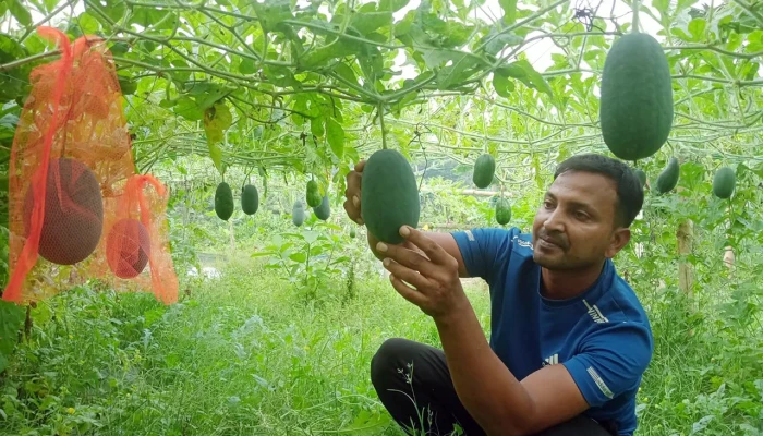 তরমুজ চাষে সাড়া ফেলেছেন হাসানুর