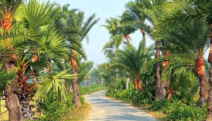 খেজুরের গুড়ে  ১৫০ কোটি টাকার হাতছানি