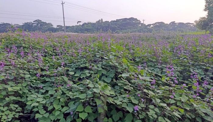 সবজি চাষে বদলে যাচ্ছে কলাপাড়ার অর্থনীতি