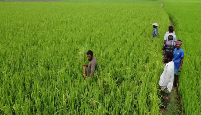 এক প্যাকেটে তিন জাতের ধানবীজ, লোকসানে বগুড়ার কৃষক