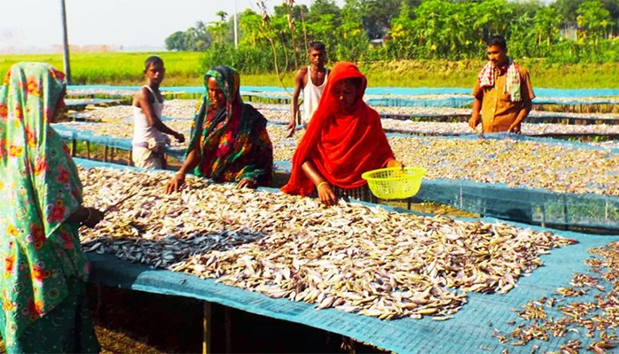 ​মাছ-সংকটে ২০০ টন শুঁটকির লক্ষ্যমাত্রায় শঙ্কা