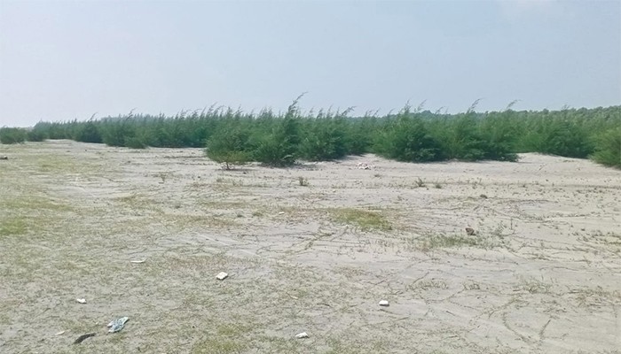 কলাপাড়ার উপকূলে সবুজ দেয়াল গড়ে তুলছে বনবিভাগ