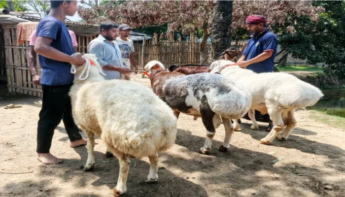 দুম্বায় নতুন সম্ভাবনা দেখছেন খামারিরা