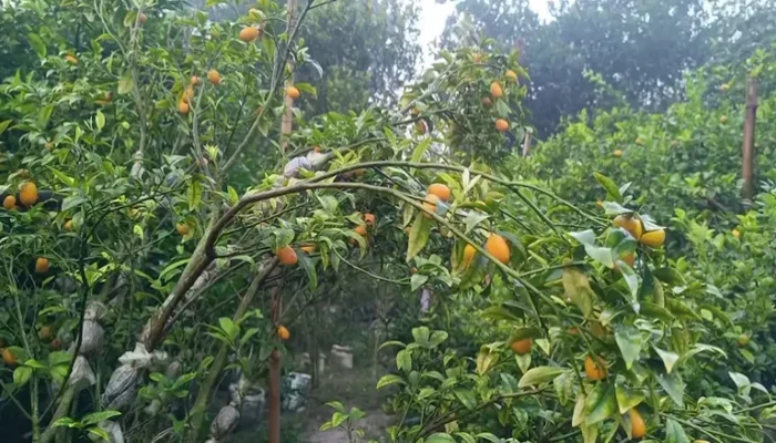 পাহাড়ে সবুজ মাল্টার নীরব বিপ্লব